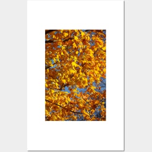 Maple (Acer ), golden yellow autumn leaves hanging from a tree, Germany Posters and Art